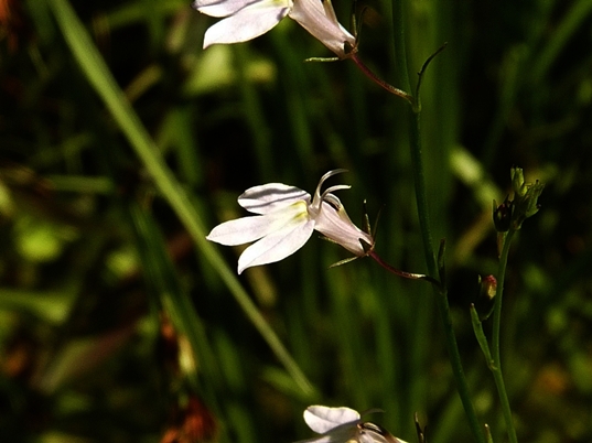 {Lobelia nuttallii}